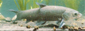 Mylopharyngodon piceus